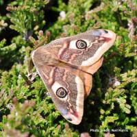 A photo of a male Emperor Moth - photo courtesy Neil Harris