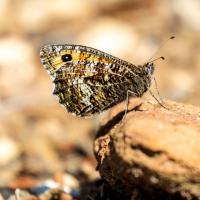 A photo of a Grayling Butterfly - photo courtesy Malcom Jarvis