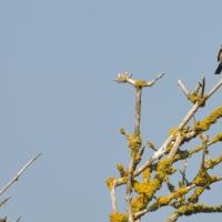 A photo of a male Stonechat in the top of lichen-covered tree branches
