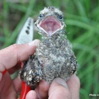 A photo of a Nightjar chick in the hand of a professional bird ringer.