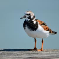 A photo of a Turnstone