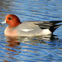 A photo of a male Wigeon