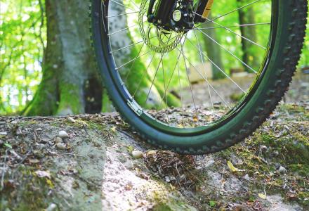 Bike tire traversing rough terrain in a forest