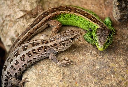 A photo of a male and female Sand Lizard