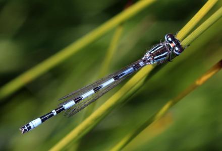 A photo of a male Southern Damselfly, photo credit Charles J Sharp