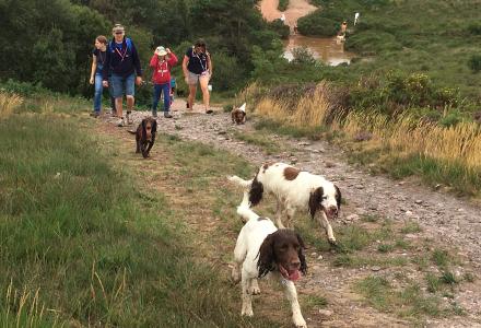 A photo of dogs keeping to the track on the heaths