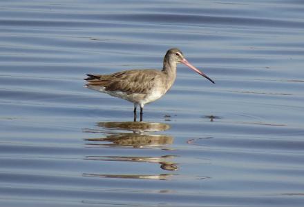 Black-tailed Godwit in water, photo