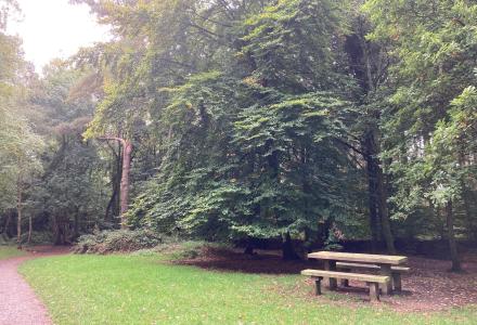 A picnic bench in the woods by a path