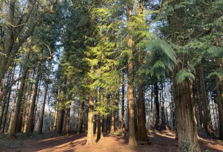 A pine forest in dappled sunlight