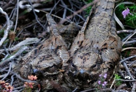 A pair of Nightjars sitting on their ground nest