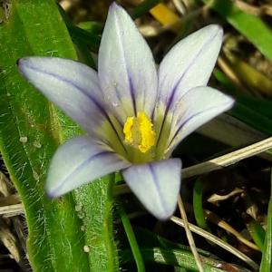 A photo of a Sand Crocus - photo courtesy Phil Chambers